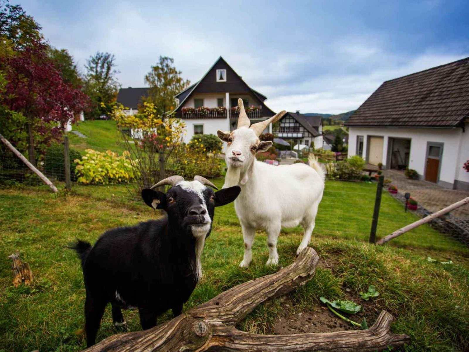 Ferienwohnung Hallmann Schmallenberg Exterior foto